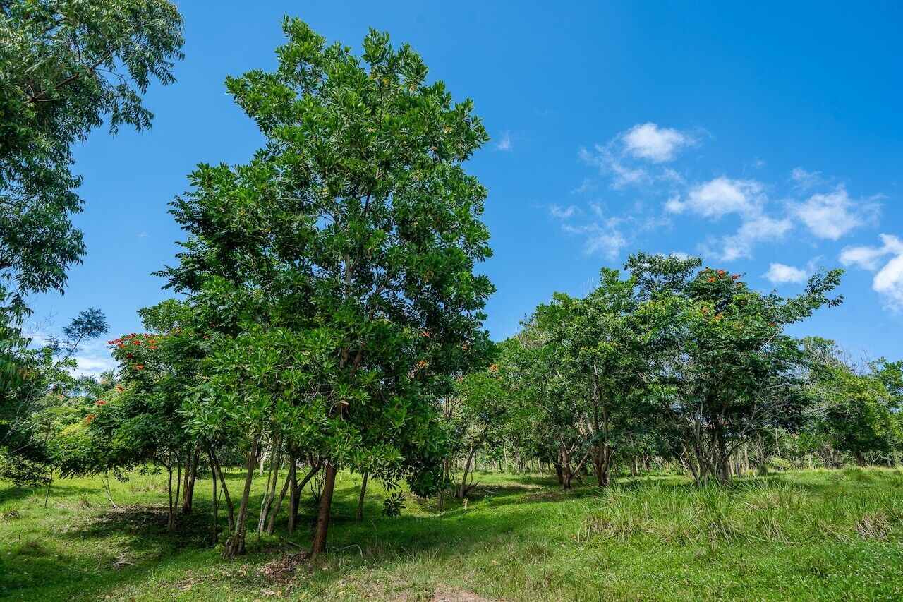 15 Acres of Mountain Paradise in El Cupey, Puerto Plata