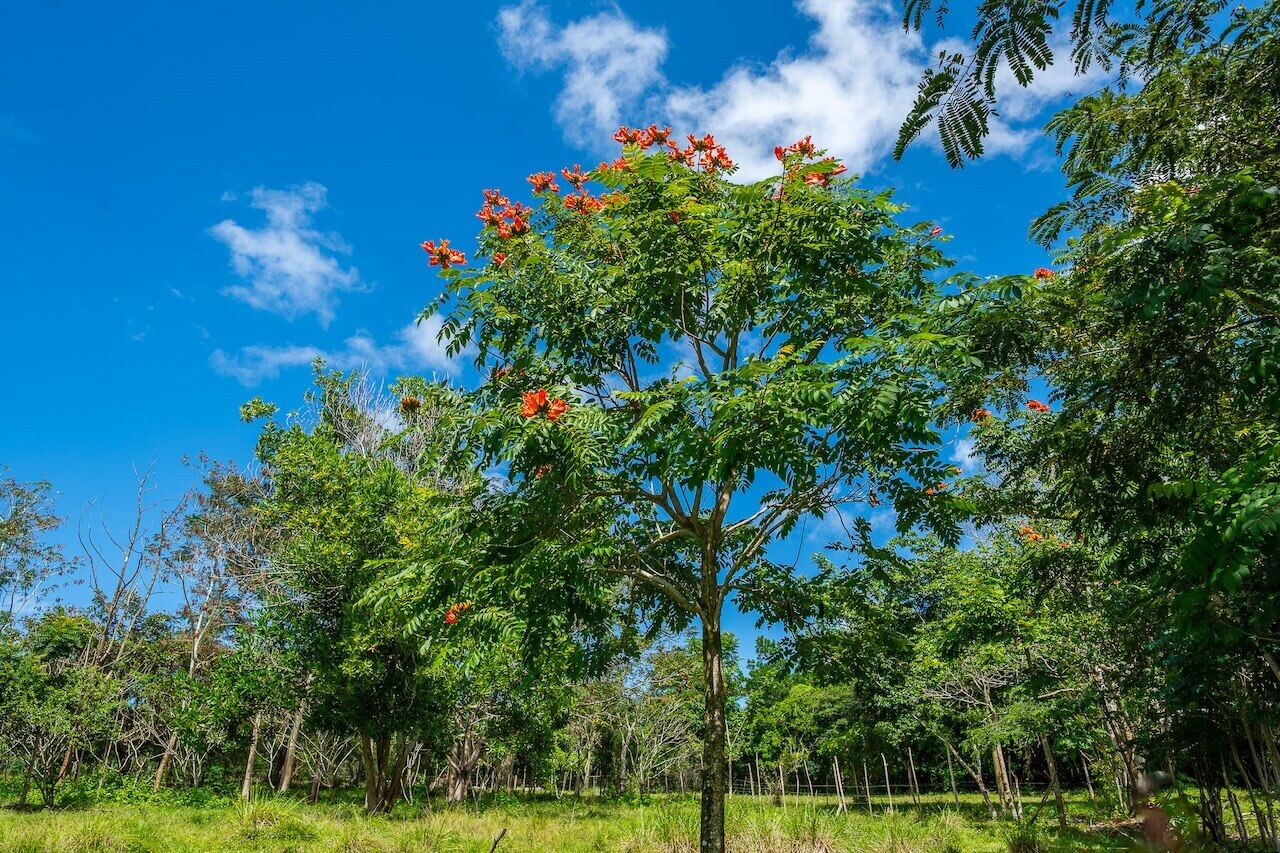 15 Acres of Mountain Paradise in El Cupey, Puerto Plata