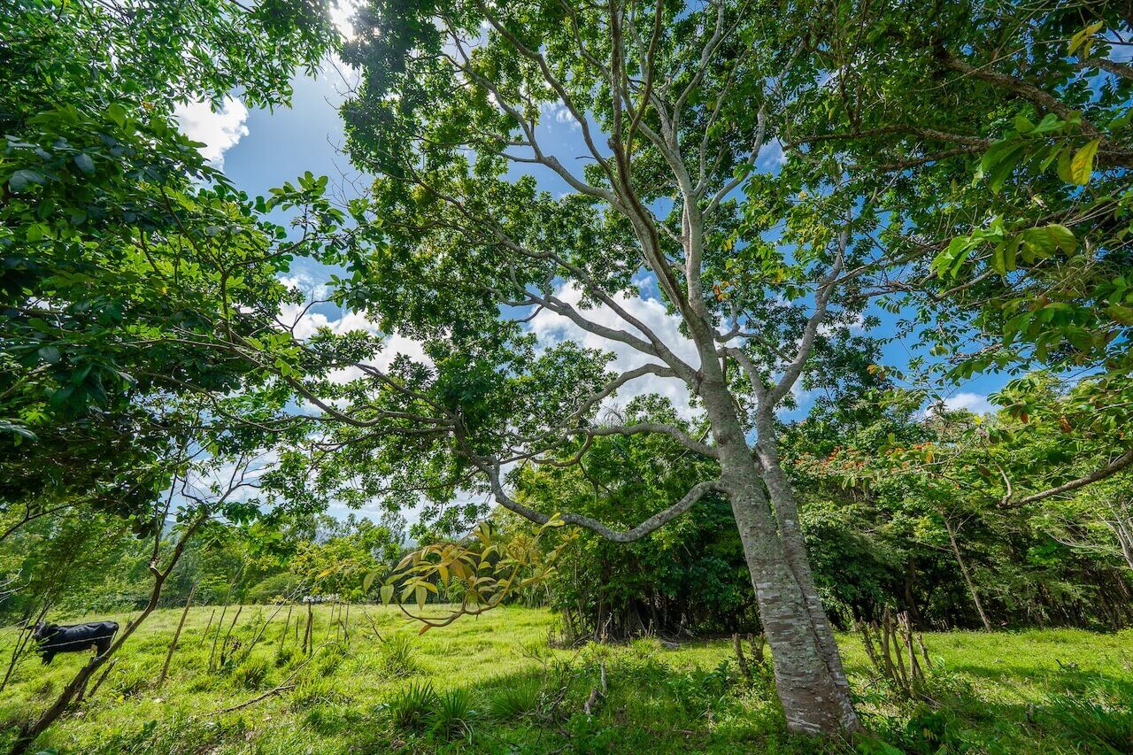 15 Acres of Mountain Paradise in El Cupey, Puerto Plata