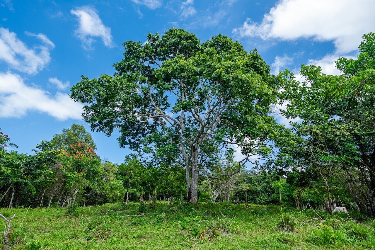 15 Acres of Mountain Paradise in El Cupey, Puerto Plata