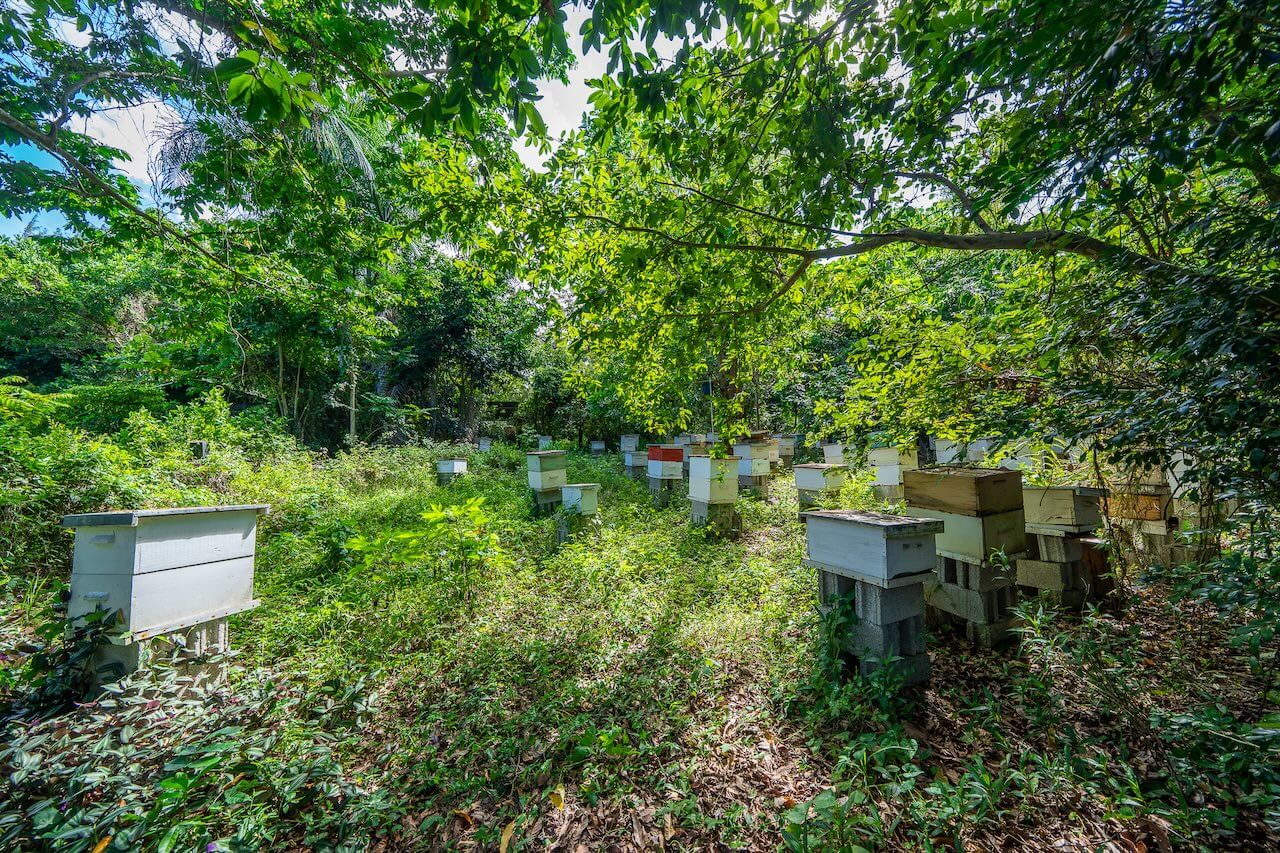 15 Acres of Mountain Paradise in El Cupey, Puerto Plata