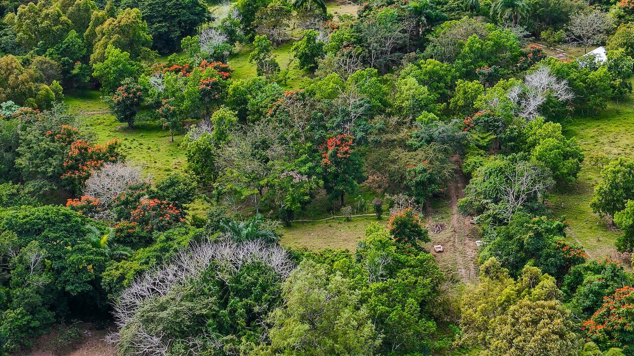 15 Acres of Mountain Paradise in El Cupey, Puerto Plata