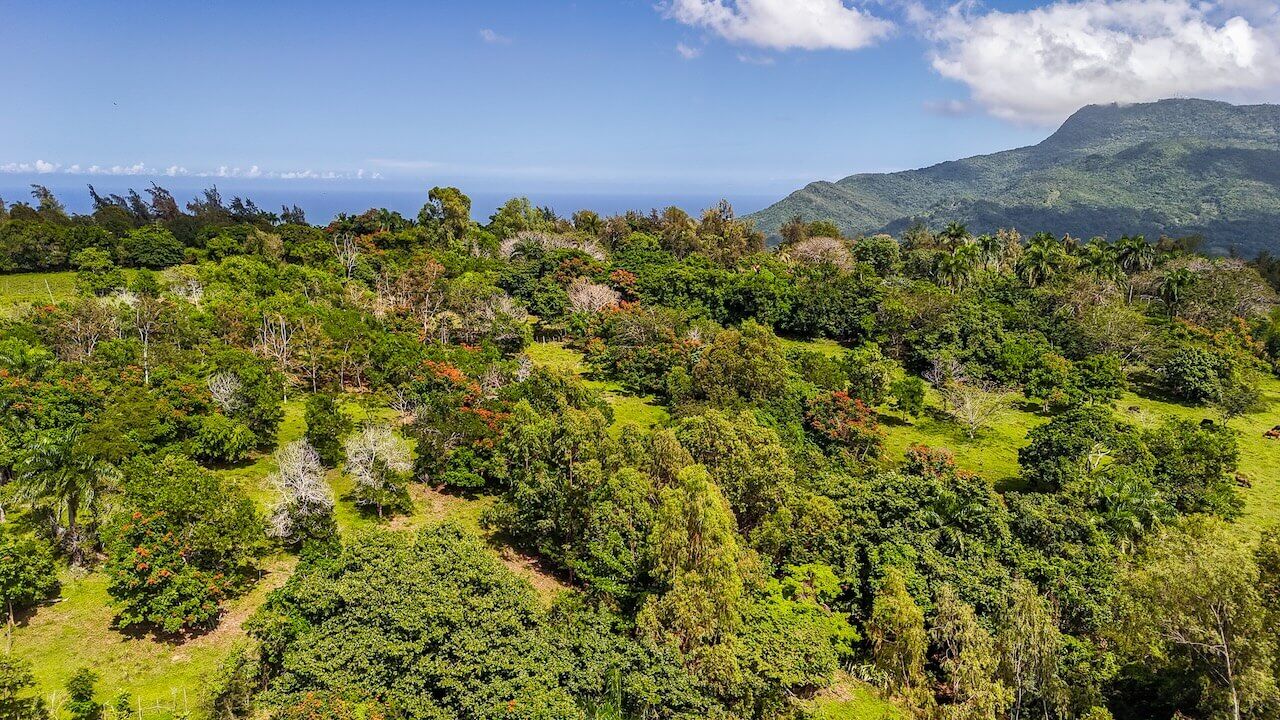 15 Acres of Mountain Paradise in El Cupey, Puerto Plata