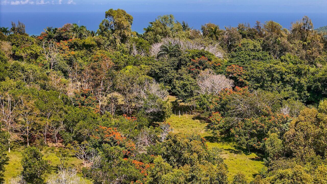 15 Acres of Mountain Paradise in El Cupey, Puerto Plata