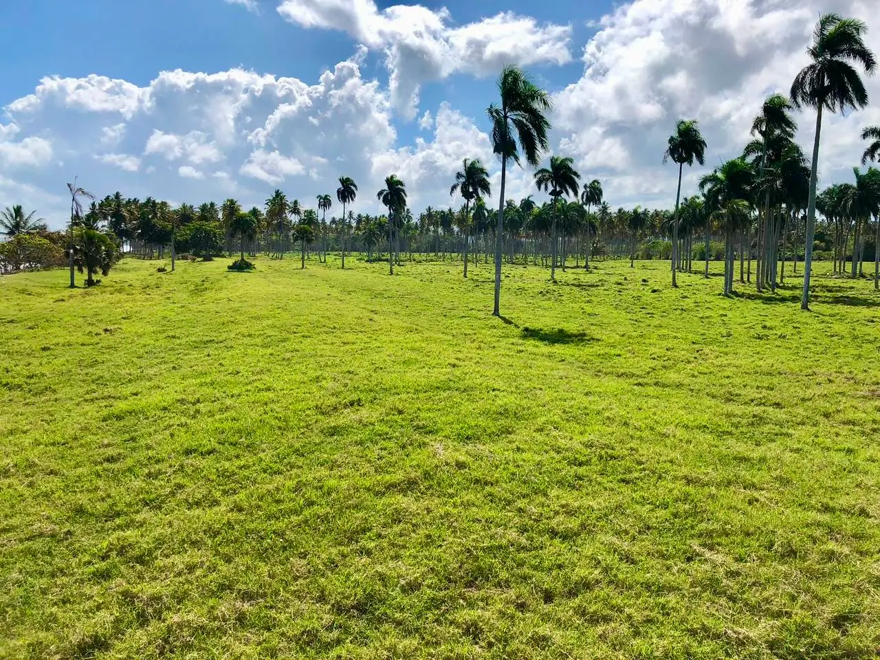 Playa Coco Loco 37,500 m² of pure Caribbean Potential