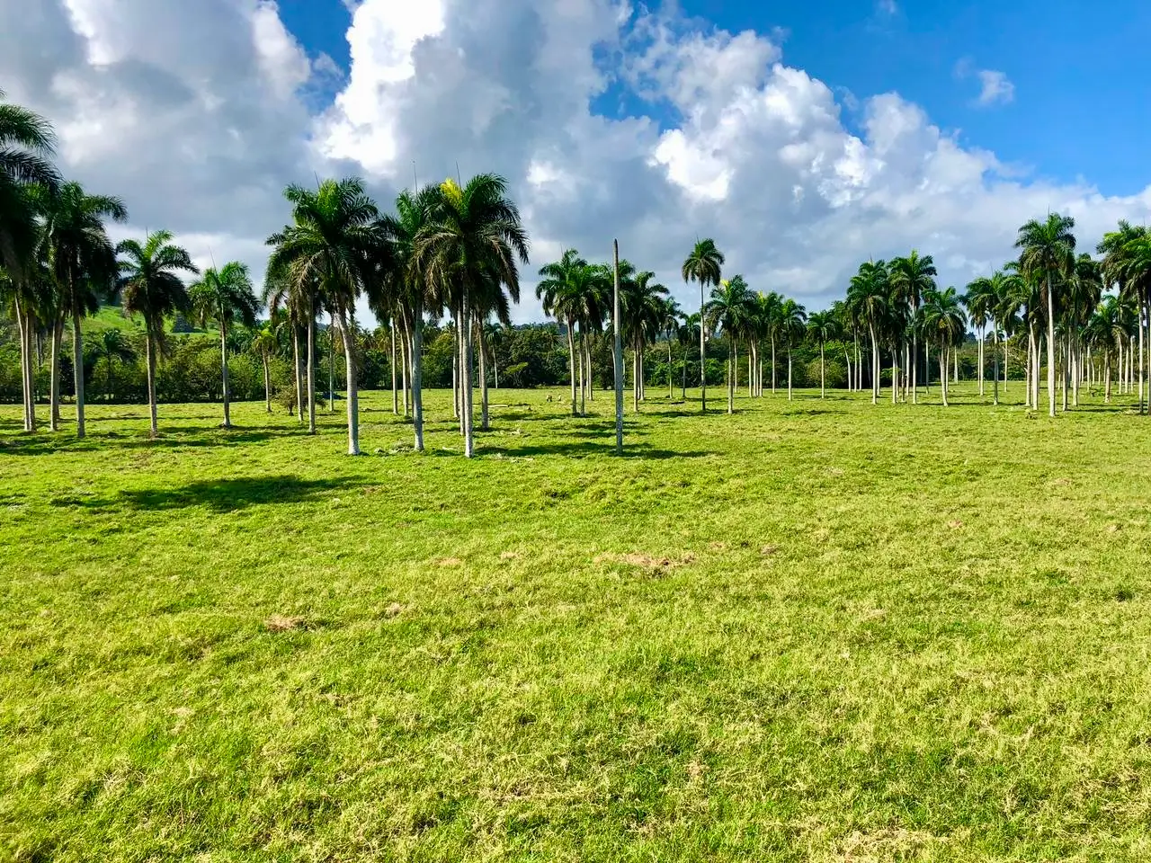 Playa Coco Loco 37,500 m² of pure Caribbean Potential