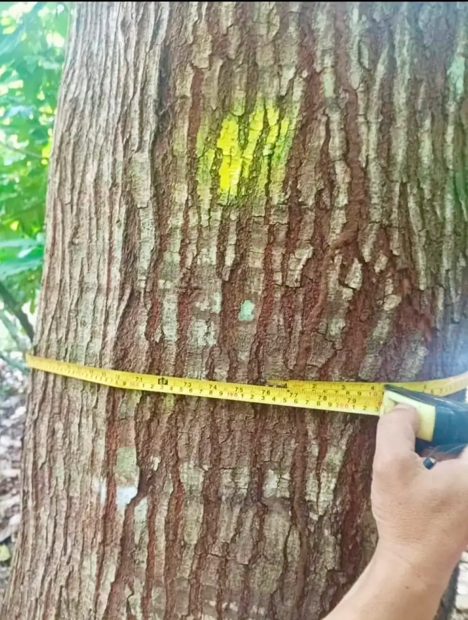 A Large-Scale Land and Timber Investment in the Dominican Republic