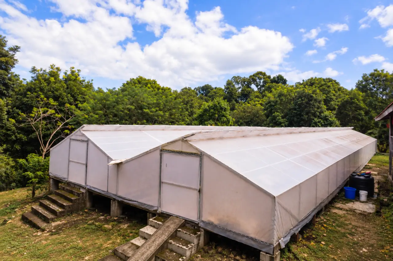 A Large-Scale Land and Timber Investment in the Dominican Republic