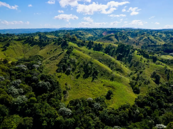 A Large-Scale Land and Timber Investment in the Dominican Republic