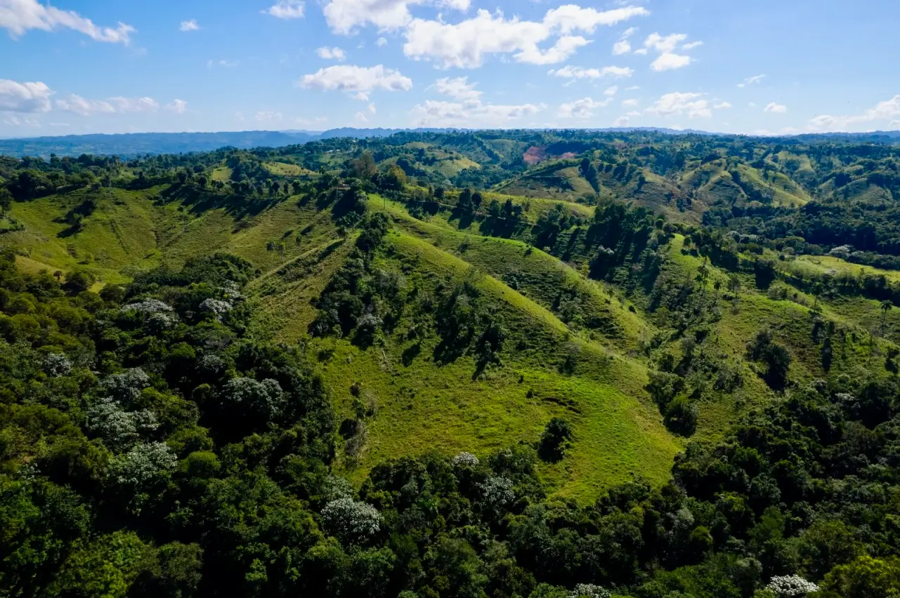 A Large-Scale Land and Timber Investment in the Dominican Republic