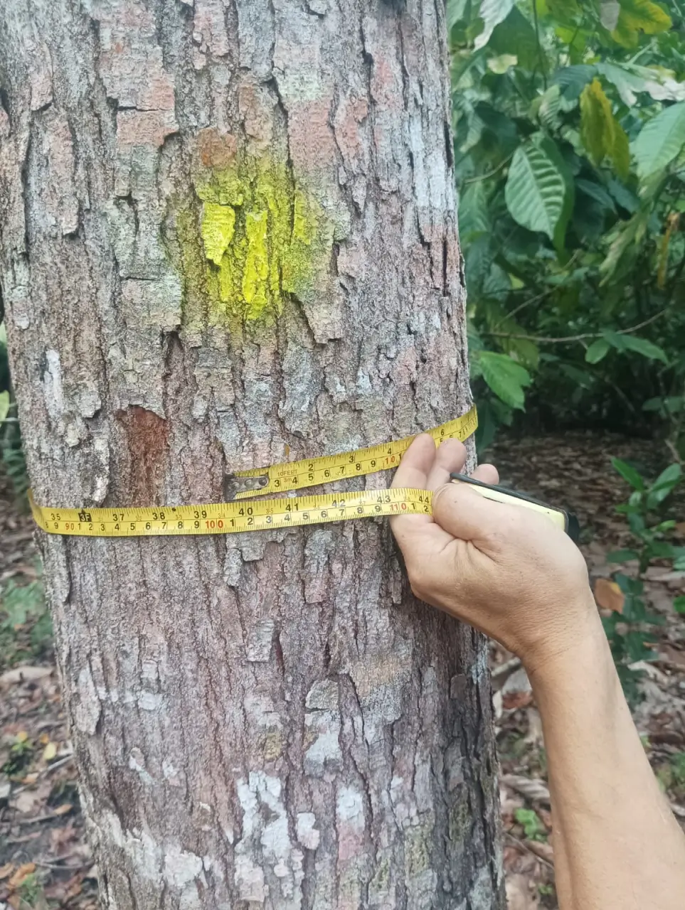 A Large-Scale Land and Timber Investment in the Dominican Republic