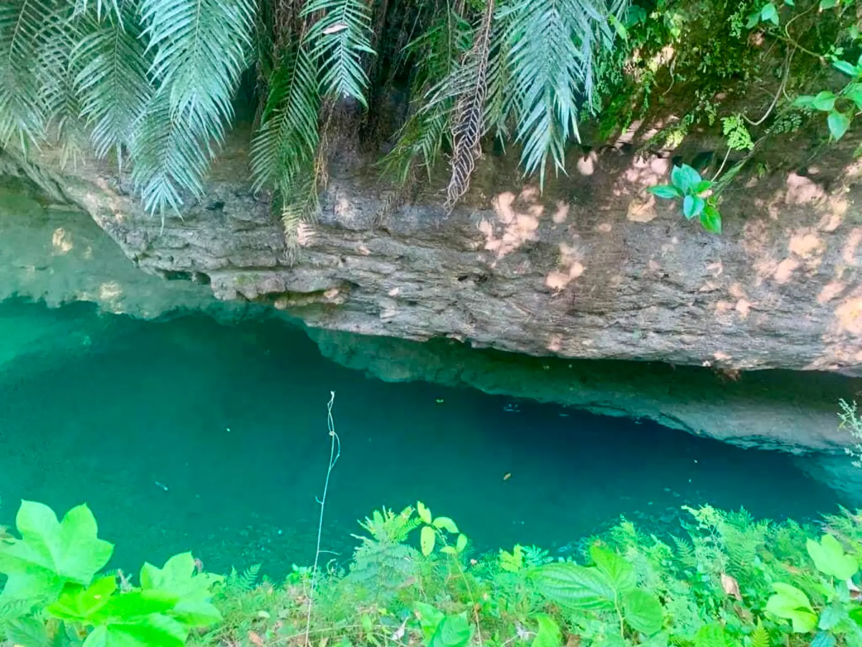 A Large-Scale Land and Timber Investment in the Dominican Republic