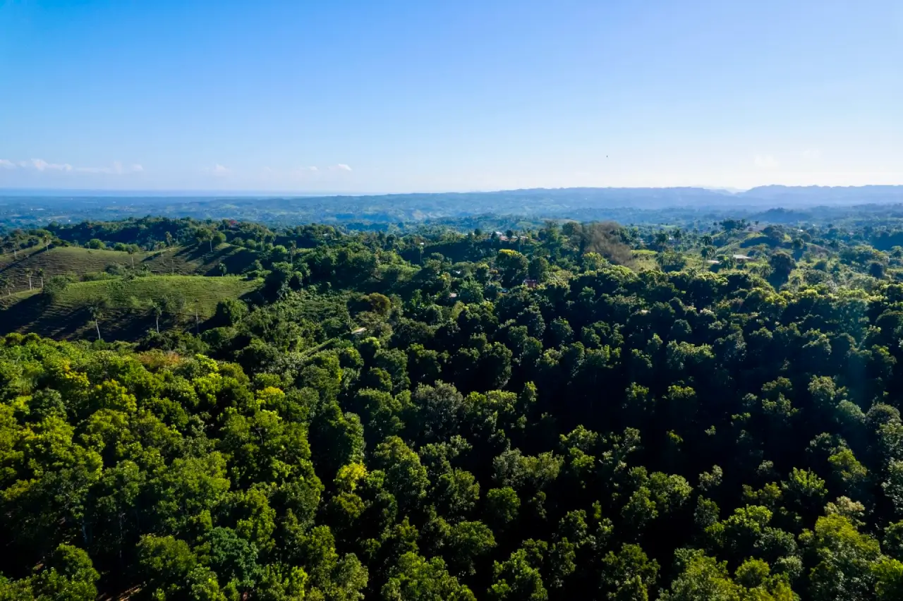 A Large-Scale Land and Timber Investment in the Dominican Republic