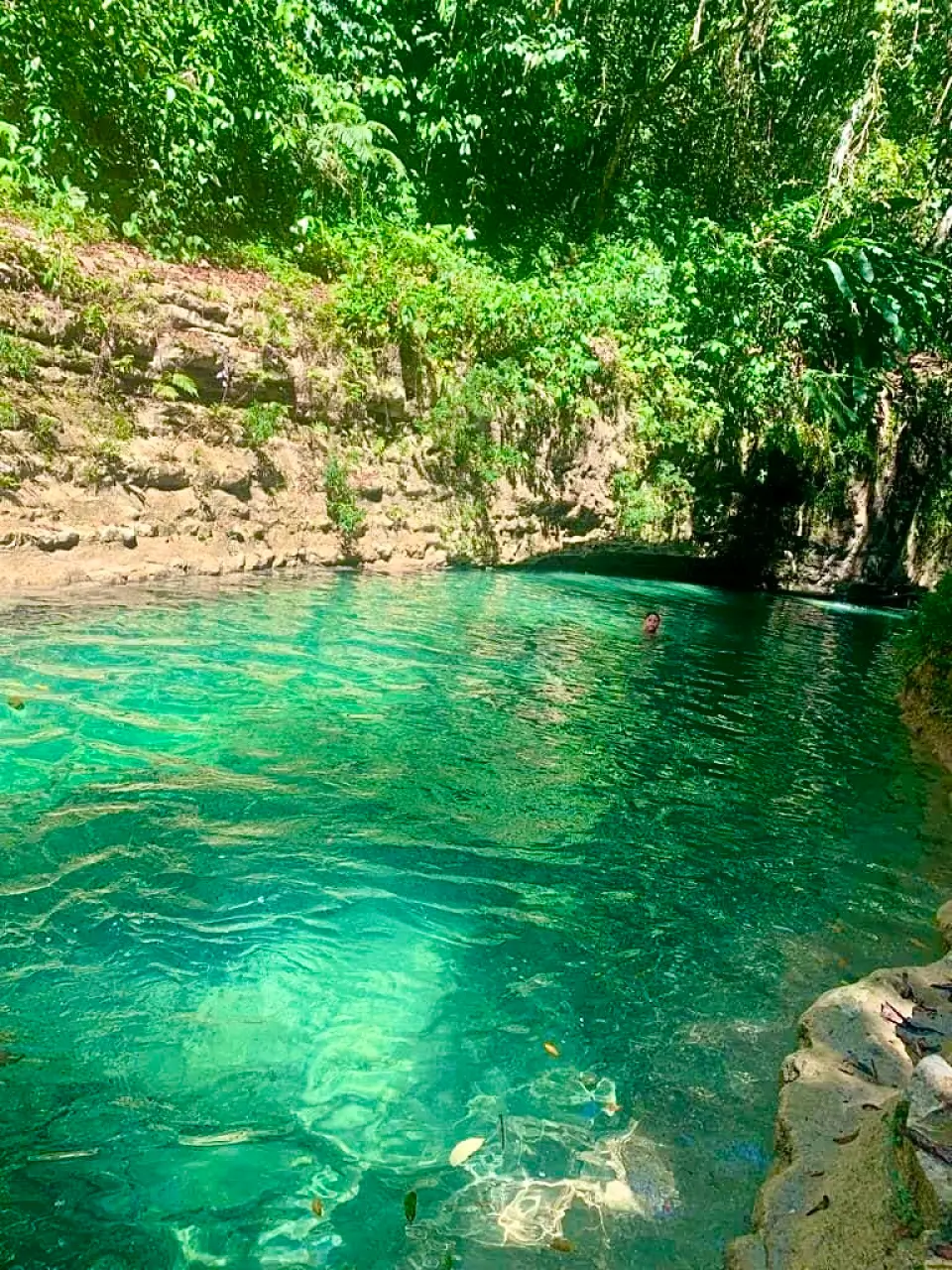 A Large-Scale Land and Timber Investment in the Dominican Republic